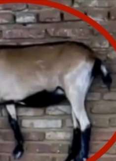 这是可是咱们祖传技能，不能忘！特殊时期上不了山，只能上墙了！