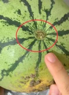西瓜甜不甜，瞧一眼这里就知道，保证挑的瓜个个又甜又好吃