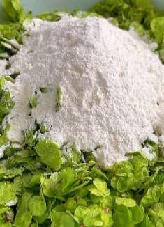 宁愿不吃肉也要吃榆钱，教榆钱窝窝头超好吃做法，比油条包子还香