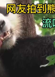 网友拍的熊猫火了之后，有不断的媒体来“进货”