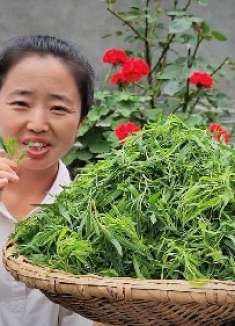 小峰回娘家采扫帚苗，上锅蒸熟拌蒜泥，口感软和吃着真香