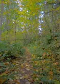 秋季森林步道：让人心旷神怡的美景