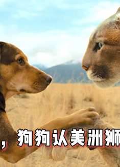 狗狗跨越650公里，只为完成主人的一个承诺！（3/3）