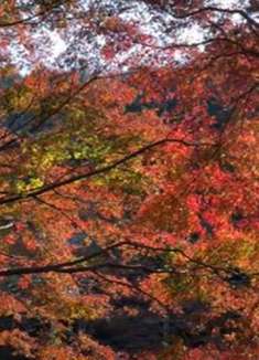 高尾山红叶：绿里透红，相得益彰