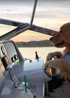 萌宠语言十级翻译！