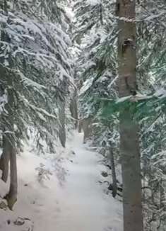 冬季森林漫步，感受童话般的世外桃源