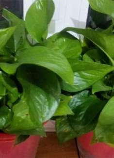 蛋壳加醋是个宝，绿萝用了绿油油，比花肥还好使