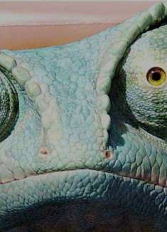 奥斯卡金像奖最佳动画短片，小人物的「英雄梦」