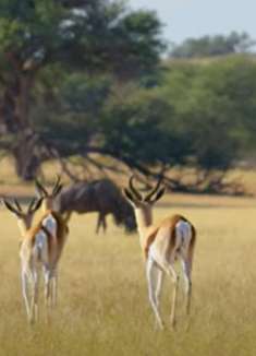 非洲野生动物：跨境公园虚拟之旅