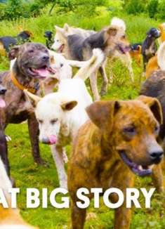 这个小镇选动物当镇长，金毛成功当选