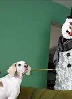 狗狗们 vs 可怕的雪人：谁将获得胜利？