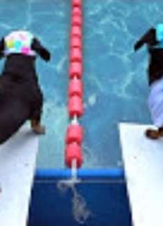 动物的「人化」瞬间：是温暖是智慧的化身