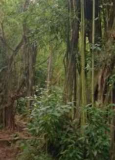 夏威夷：感受不一样的异域美景