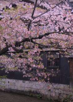 京都赏樱季：繁花盛景美如画