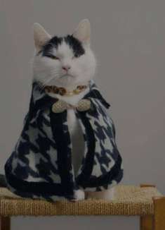 猫粮广告：猫猫我啊，被拿捏了啊