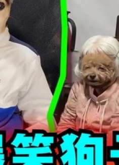 爆笑解说：那些稀奇古怪的奇葩狗子！ 