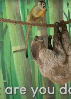 萌宠十级翻译！瞬间听懂萌宠们的语言