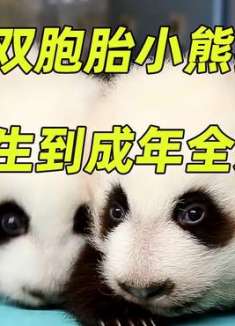 熊猫妈妈产下双胞胎，姐妹花从出生到成年的全过程，太可爱了