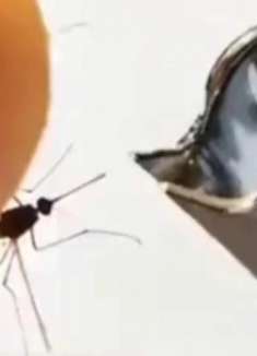 蚊子你别过来啊