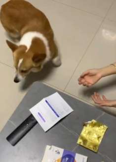 真骗狗吃药！实在是太搞笑了