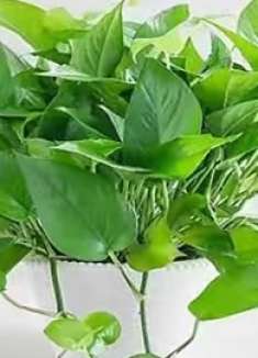 家里放绿萝要注意，不要放这4个地方，很多人都不清楚，早知早好