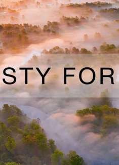 布良斯克「迷雾森林」