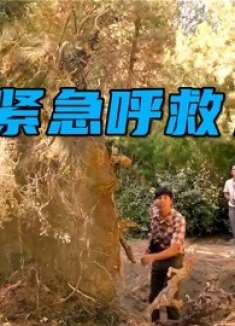 遇到这种树坑千万要远离，小心它会“吃人”，《紧急呼救》