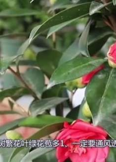 养茶花，记住4个“小细节”，小苗变小树，花期长，开花多！