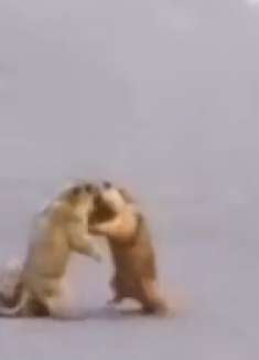 我猴哥不晓得遭伤的好深，来吃跟香蕉莫怄了