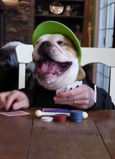 搞笑汪星人：狗头人身的有趣集锦