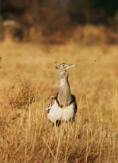 非洲野生动物：感受不一样的野性