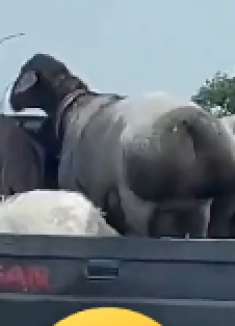 这是啥动物啊？