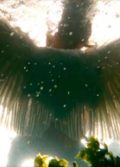 遨游情感世界：josh pan 新歌「float」官方 MV