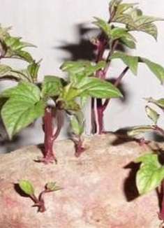 发芽红薯不要扔，放水里泡一泡，轻松省下一大笔，学到就是赚到！