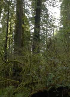 红木国家公园：轻松美丽，让人着迷