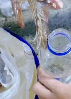 虾买多了？多亏网友提醒，原来这样保存方便又保鲜