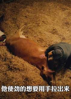 千万别失望，就算彩虹尽头没有你期待的美好也没关系《万物生灵》