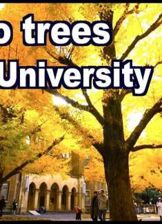金碧辉煌的东京大学：片片黄叶，树树秋色