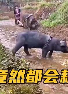  搞笑配音 母猪竟然都会耕田了...这就厉害了啊......