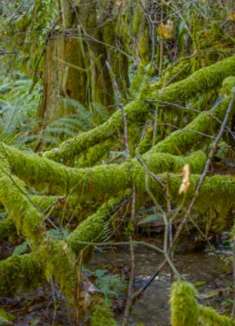 自然放松视频：让人流连忘返的宁静