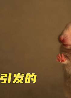 《僵尸校园》一只老鼠引发的丧尸危机，让校园变成了人间炼狱