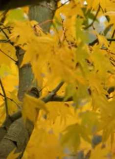 秋天美景：感受不一样的美景