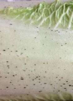 大白菜上的“小黑点”到底是什么？能不能吃？还不知道的快看看