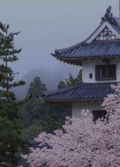 秒速五厘米的约定，今年的樱花也不会缺席