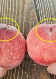 桃子甜不甜，看一眼这里就明白，一买一个准，老果农的方法真实用