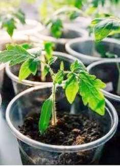 鸡蛋壳、油桶不要扔掉了，教你用来“种菜养花”，种的多还省地方