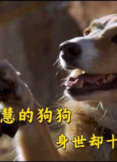 天资聪慧的狗狗，身世却十分悲惨