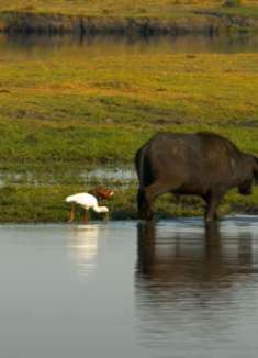 非洲野生动物：让人惊叹的野性之美