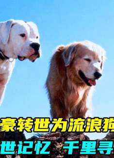 富豪投胎成流浪狗，带着前世记忆，千里寻找妻儿！