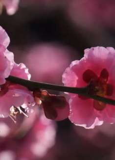 京都的庭园 兴正寺梅